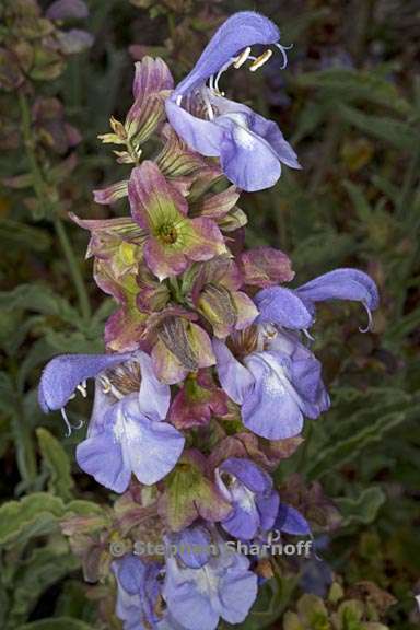 salvia pomifera ssp pomifera 2 graphic